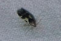 Teleiodes luculella