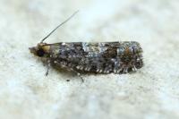 Zeiraphera rufimitrana