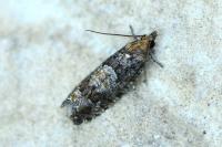 Zeiraphera rufimitrana