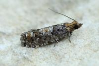 Zeiraphera rufimitrana