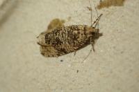 Celypha lacunana