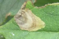Antispila petryi