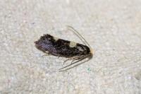 Incurvaria oehlmanniella