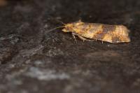 Epagoge grotiana