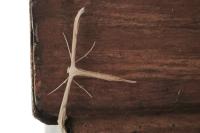 Emmelina monodactyla