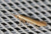 Coleophora