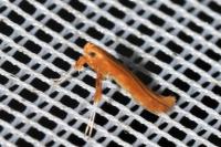 Caloptilia betulicola