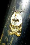 Acleris variegana