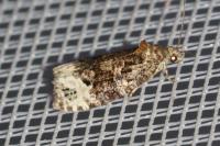 Apotomis capreana