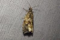 Celypha lacunana