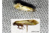 Batia lunaris
