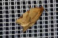 Paramesia gnomana