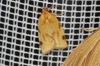 Paramesia gnomana