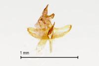 Batia lunaris