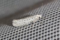 Yponomeuta evonymella