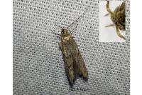 Blastobasis phycidella