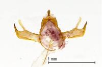 Blastobasis phycidella
