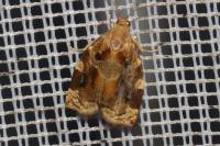 Archips xylosteana