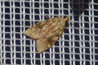 Aleimma loeflingiana