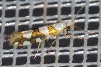 Argyresthia brockeella