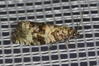 Celypha rurestrana