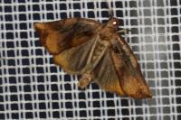 Archips podana