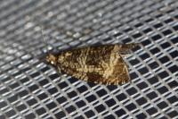 Celypha lacunana