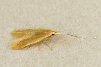 Coleophora