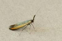 Coleophora mayrella