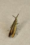 Coleophora mayrella