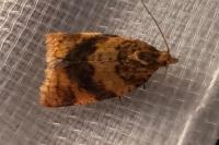 Epagoge grotiana
