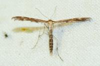 Oxyptilus