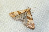 Phalonidia contractana