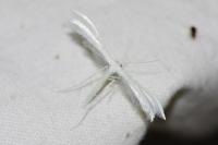 Pterophorus pentadactylus