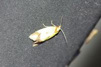 Agapeta zoegana