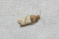 Gypsonoma aceriana