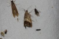 Cydia splendana