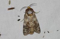 Cossus cossus