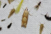 Eucosma conterminana