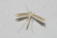 Emmelina monodactyla