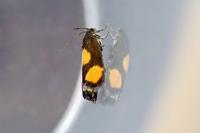 Pammene aurana