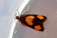 Pammene aurana