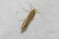 Crassa unitella