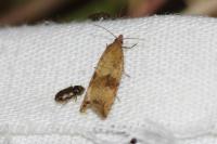 Celypha striana