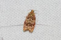 Gypsonoma minutana