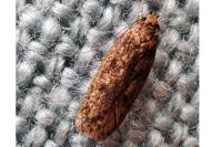 Hofmannophila pseudospretella