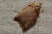 Carcina quercana