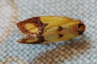 Agapeta zoegana