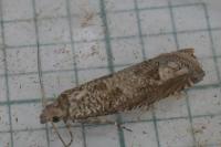 Pelochrista caecimaculana