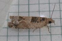 Crocidosema plebejana